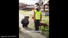 Dog Reunited with Owner Slowly Recognizes Dad After Years in Shelter