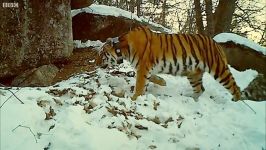 ببر سیبری ، موهبتی برای سایر جانوران در زمستان سیبری