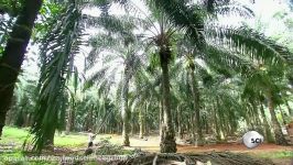How Its Made  1331 Palm Oil