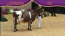 International Dairy Shorthorn Show 2010 Aged Cow