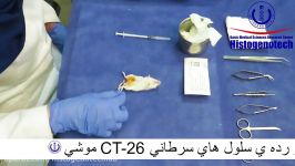 ایجاد مدل سرطان روده در موش استفاده رده سلولی CT26  هیستوژنوتك