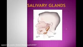 salivary gland 1 جلسه14