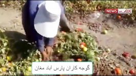 اعتراض گوجه فرنگی کاران به شرایط بازار