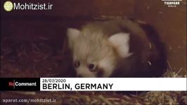 تولد توله پاندای سرخ در باغ‌وحش برلین بعد ۹ سال انتظار