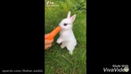 بامزه ترین بچه های حیوونا ~ ❤️Cutest baby animals