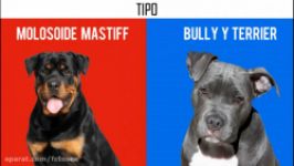 روتوایلر پیت‌بول  کدام قوی تر است  Rottweiler VS Pitbull