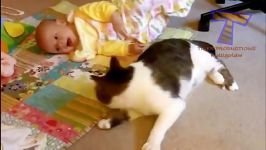 Funny cats and babies playing together  Cute cat