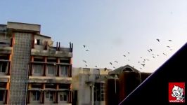 مرد کنایی خانه خود را مامن طوطیهای ملنگو کرده است