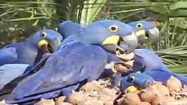 ماکائوی آبی یا هیاسینثHyacinth Macaw or Blue Macaw