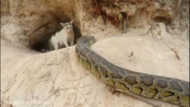 با کمک پسر بدوی گربه مادر بچه خود را حمله آناکوندا نجات میدهد