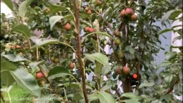 باغبانی صابر حساسیت تاج سیب گلابی در هرس سبز
