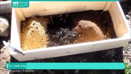 آموزش تولید قارچ خوراکی  پرورش قارچ دکمه ای پرورش قارچ مورل ابتدا تا انتها