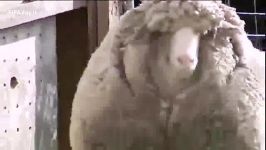 پشمی ترین گوسفند دنیا مرتیکه منحرف