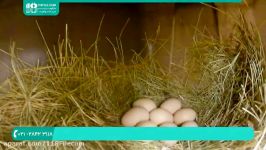 آموزش پرورش مرغ  پرورش مرغ محلی  پرورش مرغ تخمگذار نحوه تولید مثل مرغ ها