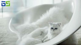 استفاده گربه ایرانی در تبلیغ کاورهای Galaxy S۶ 