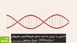 استرس چطور روی مغز تاثیر می‌گذارد؟