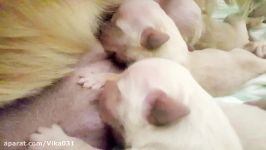 توله سگ های گلدن رتریور تازه متولد شده. روز دوم تولد #باحیوانات مهربان باشیم