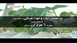 پرورش میوه گلخانه ای آذربایجان غربی ایران