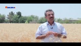 افزایش 3 تن گندم در هکتار کود کلات آهن خضراء