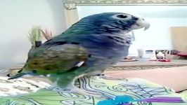 پاینس تاج سفید White Crowned Pionus سخنگو