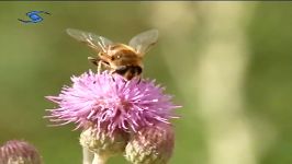 روستای مهدی آباد بزرگ  استان قزوین