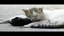 تلاش تاثرانگیز گربه برای نجات هم نوعش