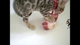 پفک خوردن گربه بادکنک