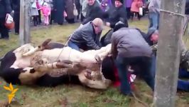 مراسم گاو کشی روس ها آداب رسومشان..ذبح گاو