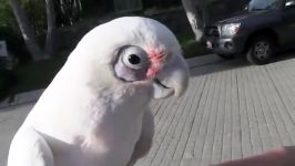 کاکادو چشم برهنه Bare Eyed Cockatoo