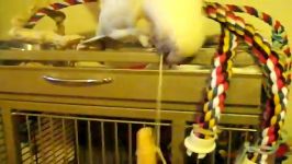 اسباب بازی کاکادو چشم برهنه Bare Eyed Cockatoo