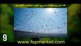 خطرناک ترین حشرات برای انسان