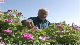 پرورش گل محمدی گلابگیری در خانه