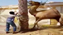 حمله شتر به انسان در حین سربریدن شتر