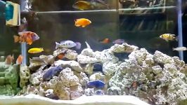 my beautiful african cichlid tank