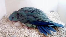 طوطی کوچک دم کوتاه Lineolated Parakeet