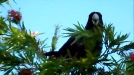 کاکادوی سیاه  دم سفید White Teiled Black cockatoo