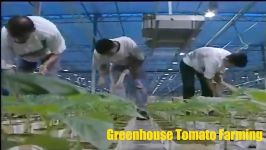 Hydroponics  Greenhouse Tomato Farming