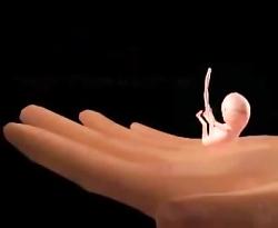 ویدیو مراحل رشد جنین بارداری تا زایمان