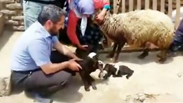 زایمان5قلوی یک گوسفند در روستای علی آباد دمق ملایر