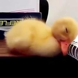 جوجه اردک خواب الود دی