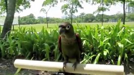 طوطی گرین چک پارک پرندگان سنگاپور