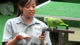 طوطی آمازون سخنگو در پارک پرندگان جورونگ سنگاپور