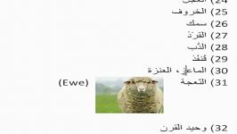 Learn MSA Arabic Language  Animals