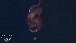 نخستین تصاویر ماهی عجیب ترسناک Anglerfish