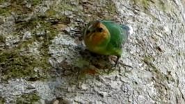 طوطی صورت نخودی کوتاه buff faced pygmy