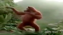 میمون رقاص