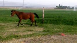 کره مادیون خالص ایرانی