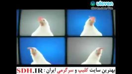 دلیل اصلی گرون شدن مرغ...خیلی خیلی طنز