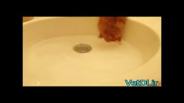 آموزش حمام کردن شستوشوی همستر