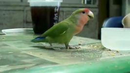 شیطنتهای طوطی كوتوله صورت هلوییpeach faced lovebird